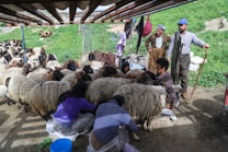 A rural scene depicting several people shearing sheep in an outdoor setting. There are numerous sheep with thick wool being tended to by individuals, some of whom are sitting and focused on their tasks. In the background, there is a green grassy area with a few other sheep grazing.