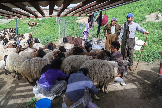 A rural scene depicting several people shearing sheep in an outdoor setting. There are numerous sheep with thick wool being tended to by individuals, some of whom are sitting and focused on their tasks. In the background, there is a green grassy area with a few other sheep grazing.