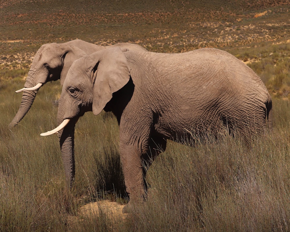 an elephant standing in a field of tall grass