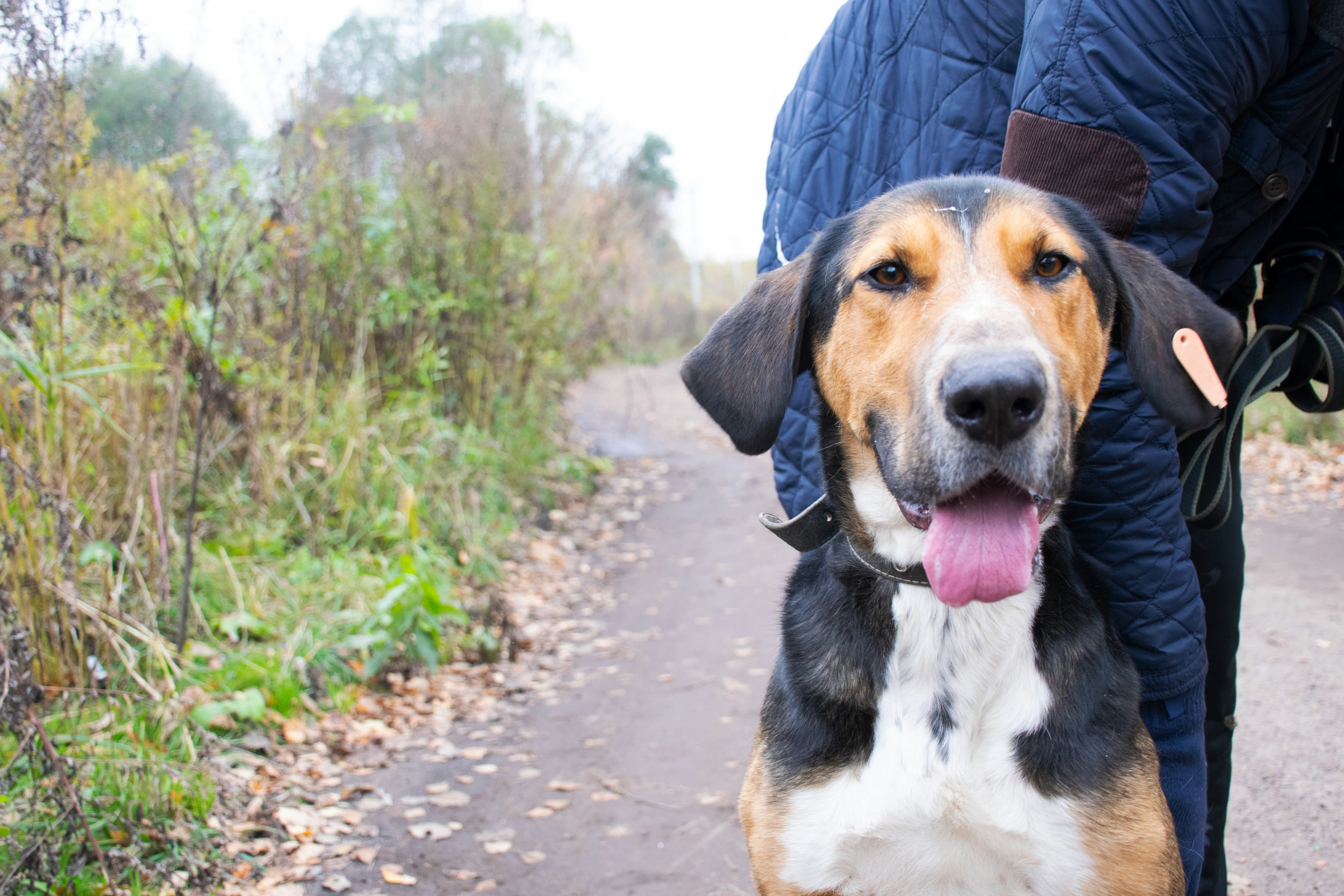 a dog that is standing next to a person