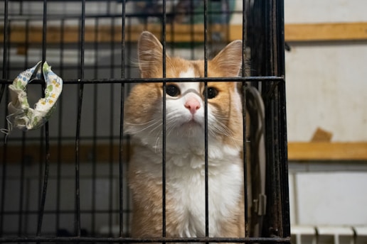 A fluffy orange and white cat is sitting inside a metal cage, looking directly at the viewer with a calm expression. The cage is placed in a room with wooden beams and a piece of fabric hanging on the cage door.