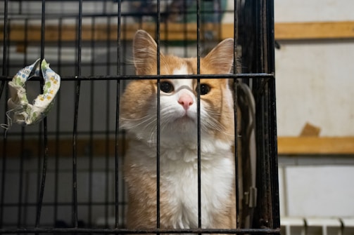 A fluffy orange and white cat is sitting inside a metal cage, looking directly at the viewer with a calm expression. The cage is placed in a room with wooden beams and a piece of fabric hanging on the cage door.