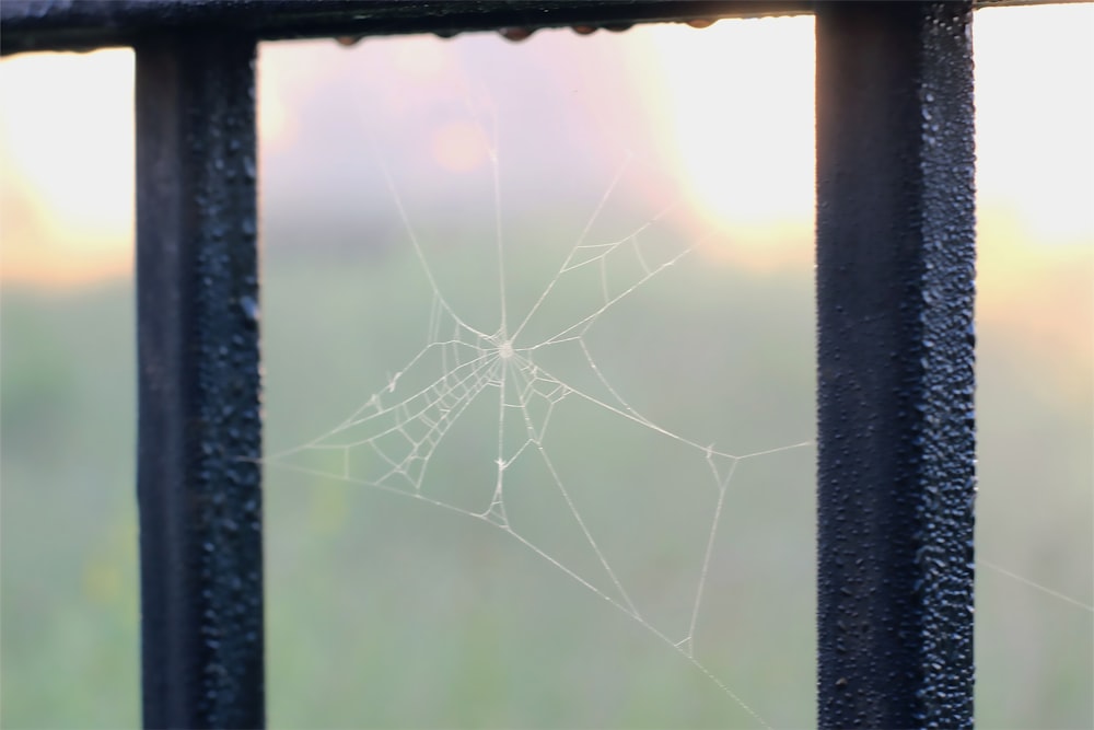 a close up of a spider web on a fence