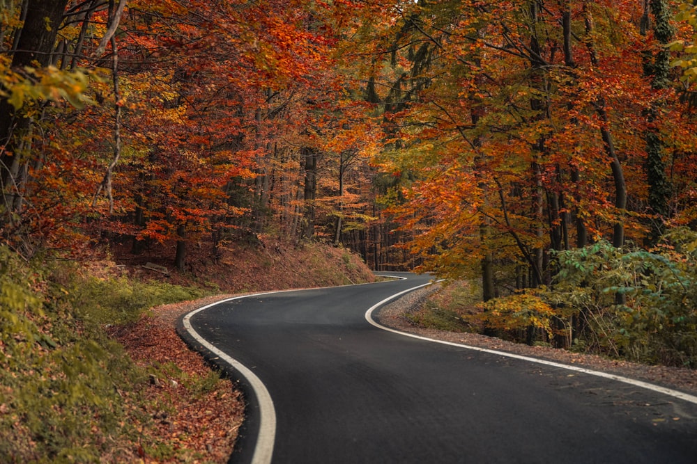 a winding road in the middle of a forest