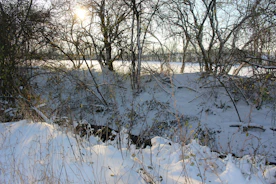 A serene winter garden with soft sunlight filtering through bare branches.
