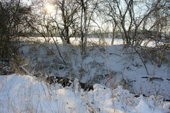 A serene winter garden with soft sunlight filtering through bare branches.