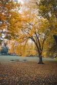 A serene view of Central Park in autumn colors.