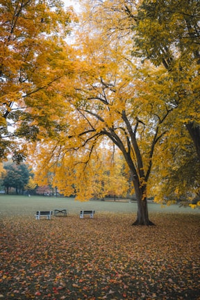 A serene view of Central Park in autumn colors.