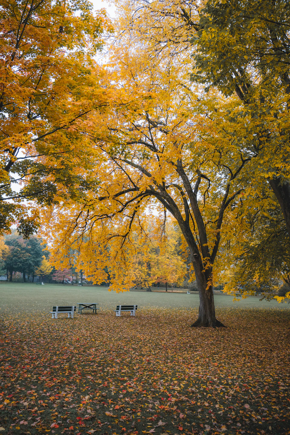 Two large trees stand side by side in a grassy field surrounded by autumn foliage