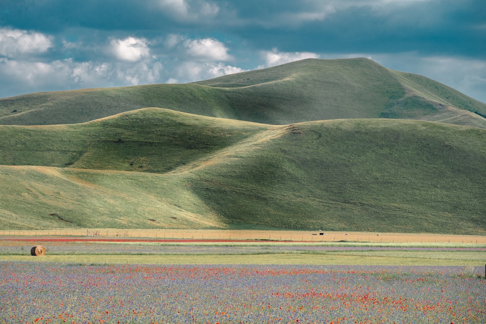 a field of wildflowers with a mountain in the background