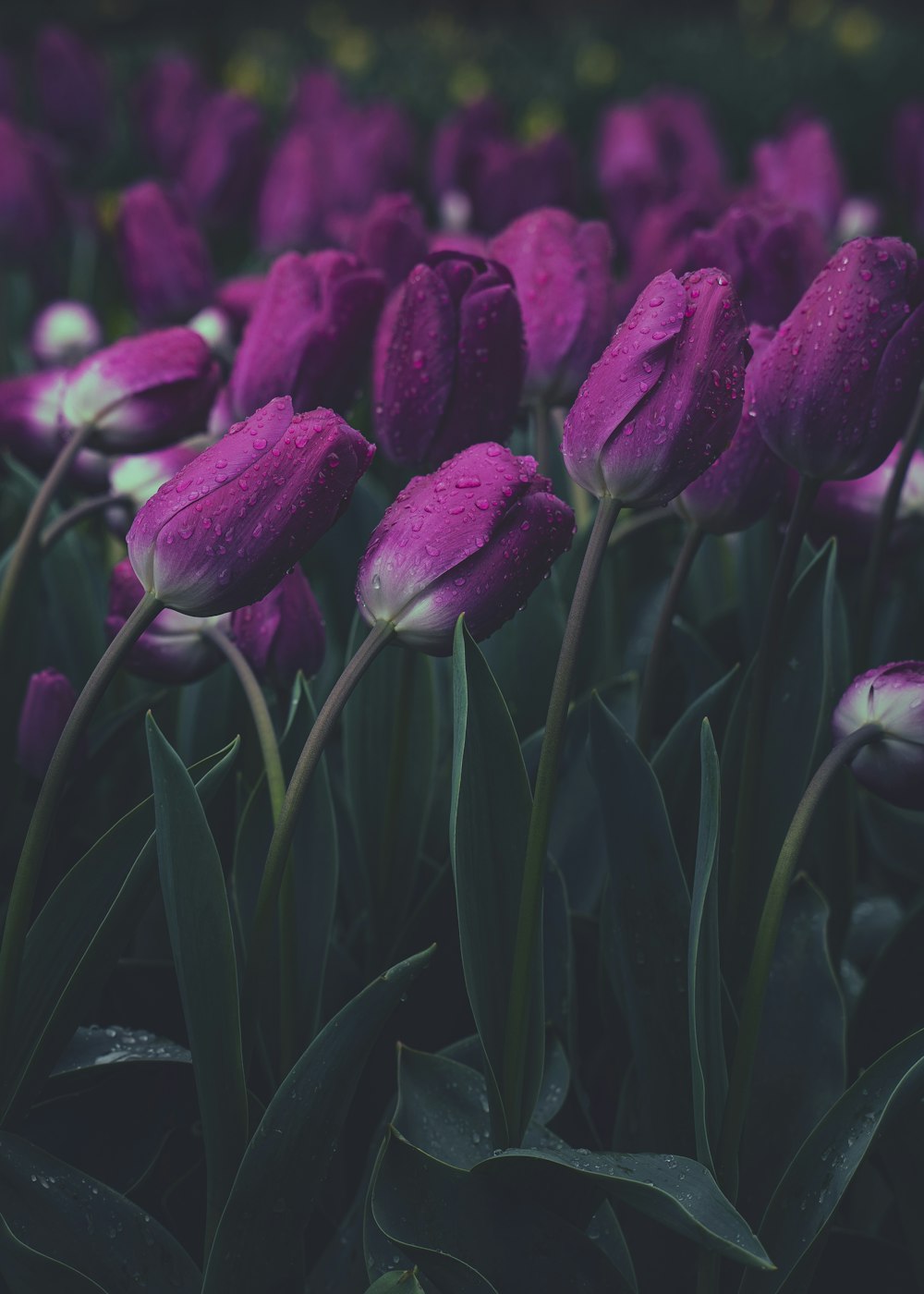 a field of purple tulips with water droplets on them