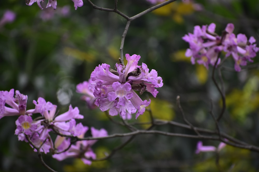 a bunch of purple flowers that are on a tree