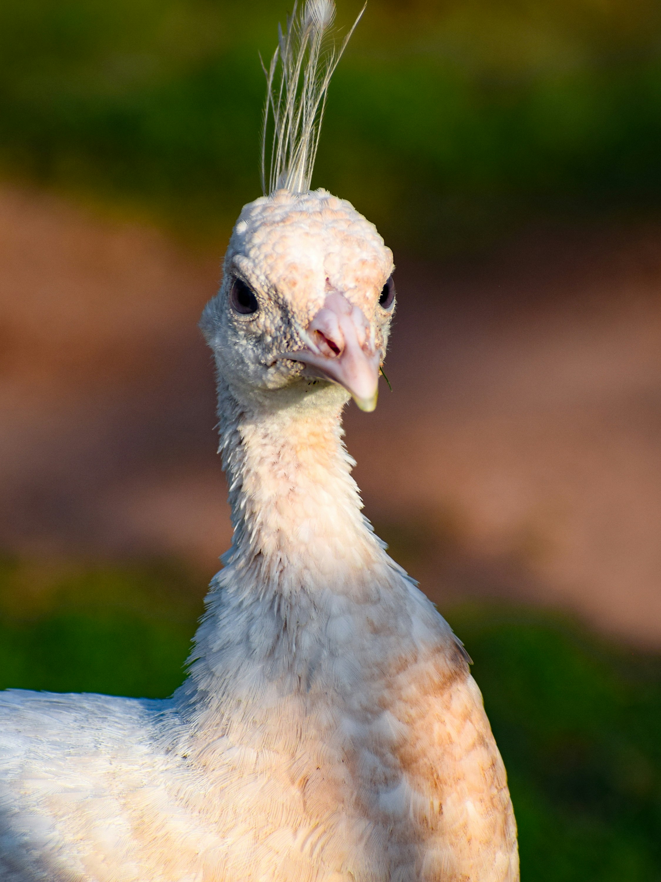 Photo by maheerakulsoom