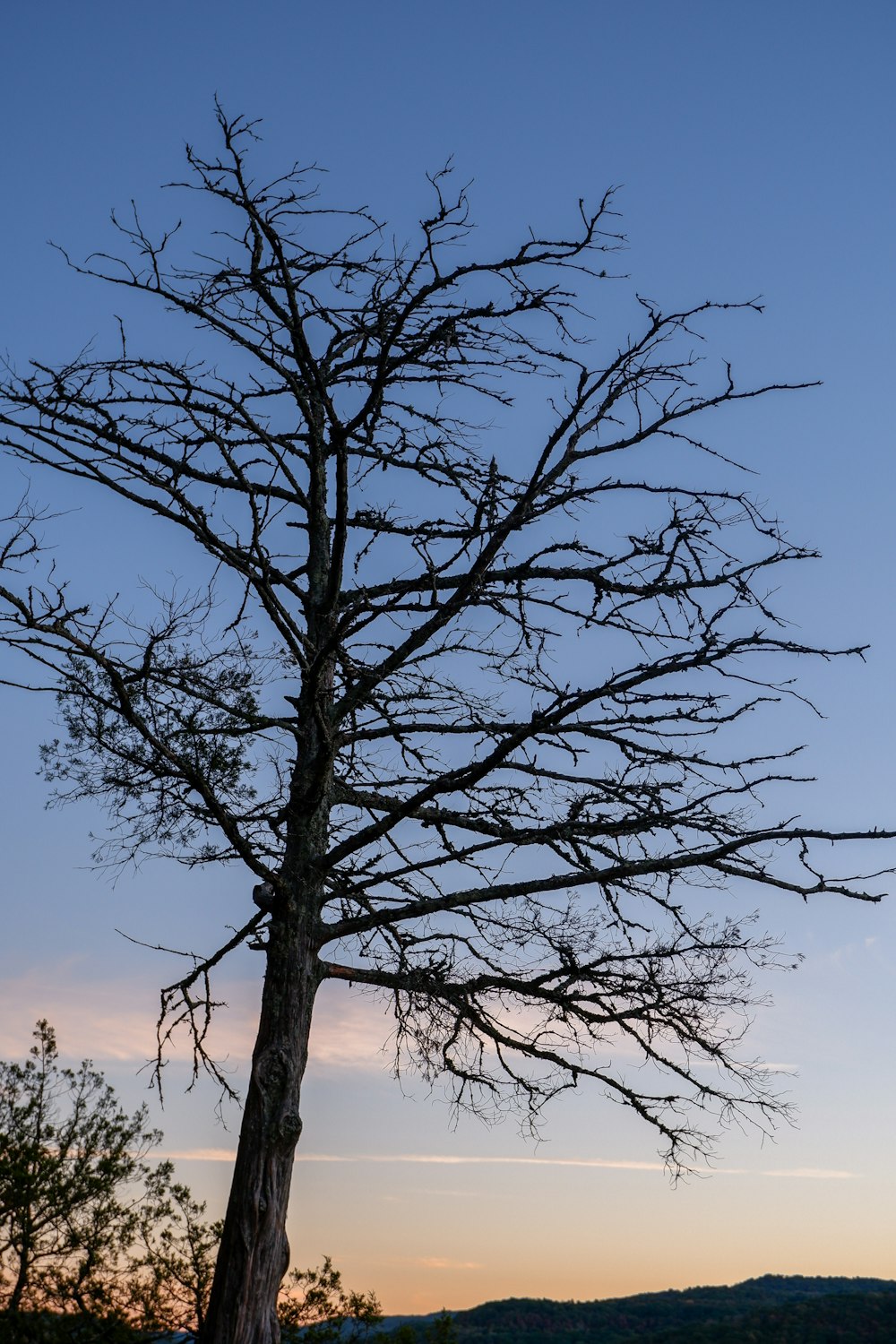 a lone tree in a field with a blue sky in the background