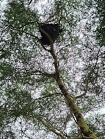 A large beehive is suspended from a tree branch, surrounded by dense, leafy foliage. The tree branches criss-cross, creating a natural canopy with dappled light filtering through the leaves.
