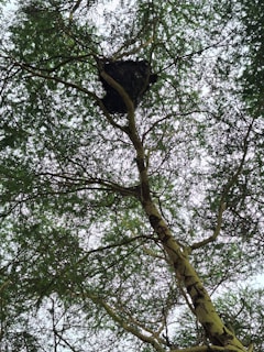 A large beehive is suspended from a tree branch, surrounded by dense, leafy foliage. The tree branches criss-cross, creating a natural canopy with dappled light filtering through the leaves.
