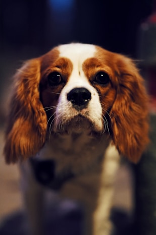 A close-up of a dog with brown and white fur, large dark eyes, and long floppy ears. The image is focused on the dog's face, possibly a Cavalier King Charles Spaniel breed, with a softly blurred background.