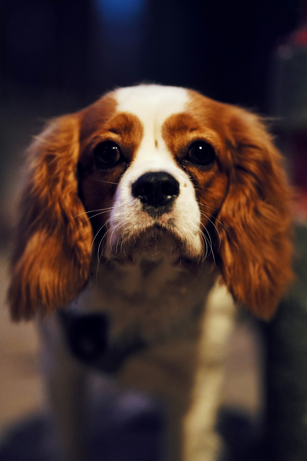 a close up of a dog looking at the camera