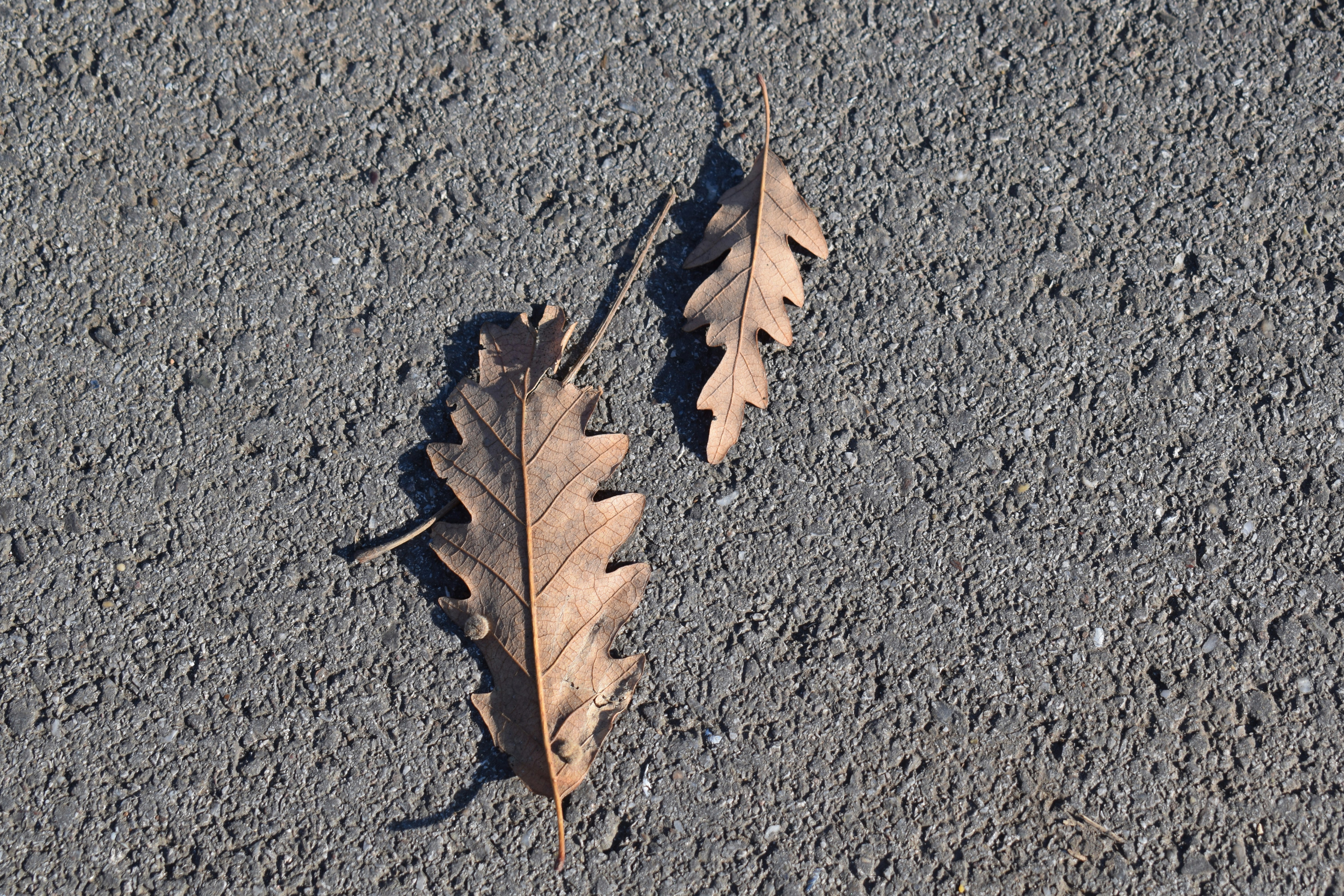 two brown leaves laying on the ground