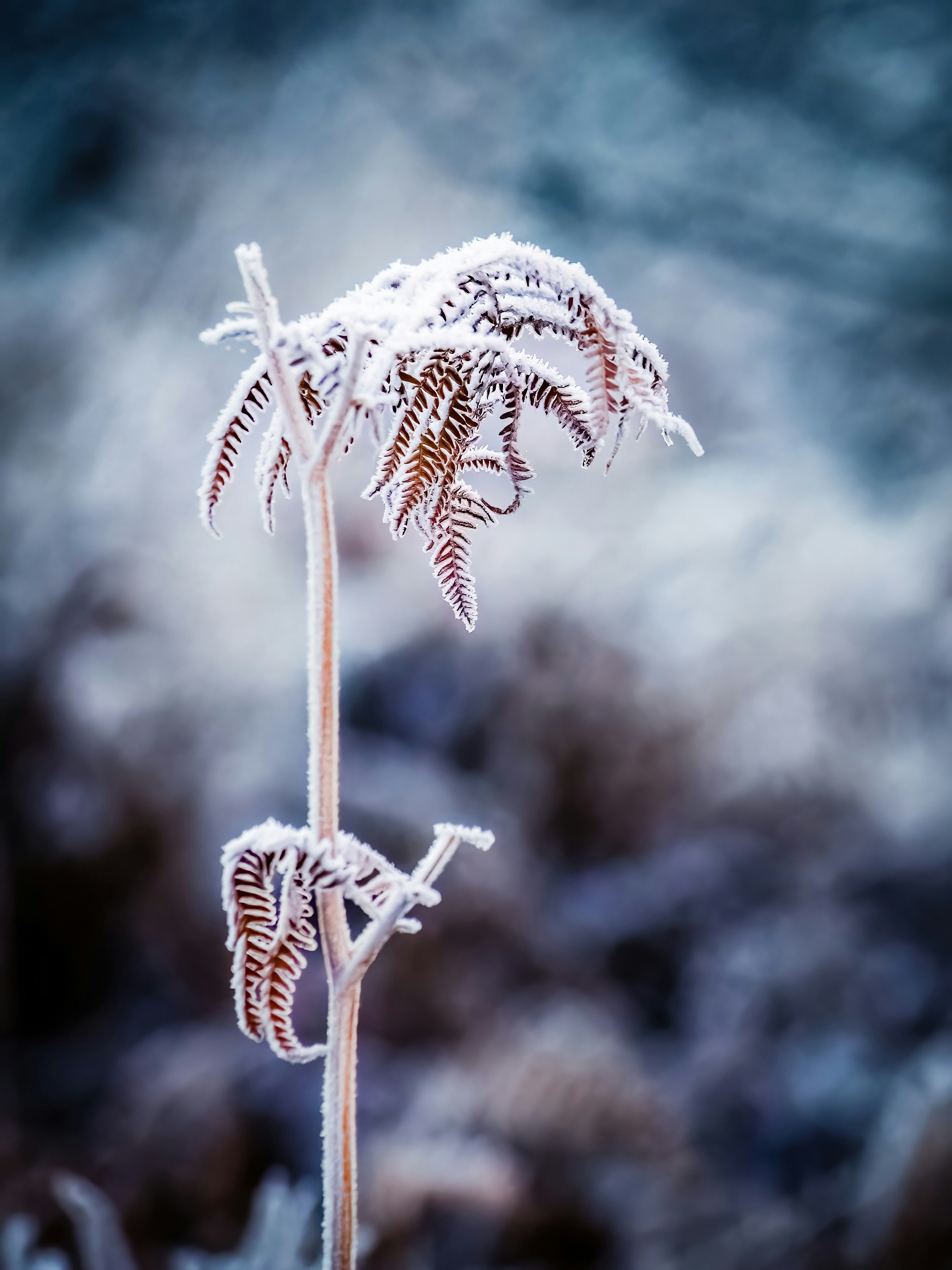 a close up of a plant with snow on it