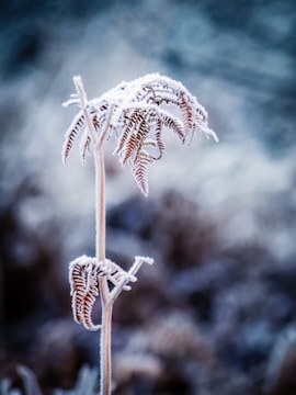 A close-up view of a delicate plant stem covered in frost. The intricate fern-like leaves are encased in ice crystals, giving them a white, shimmering appearance against a blurred, wintry background. The image captures the fragile beauty of frozen nature in a serene setting.