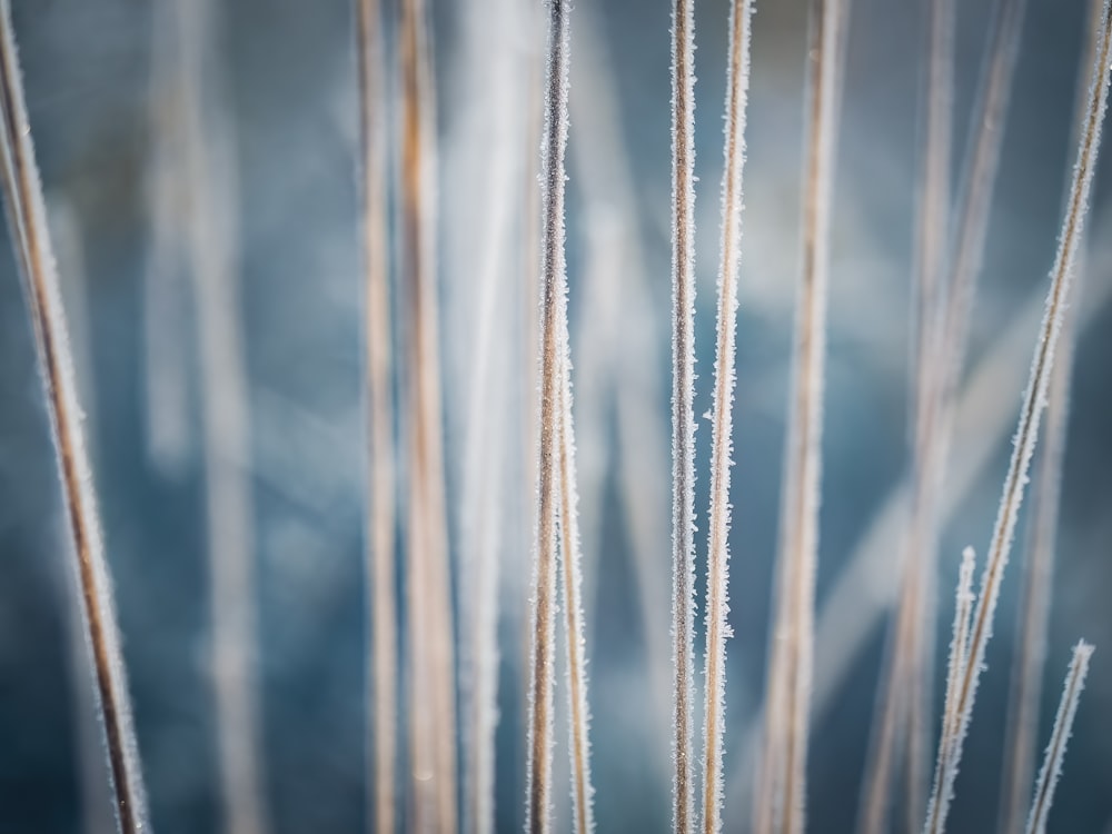 a close up of a bunch of ice crystals