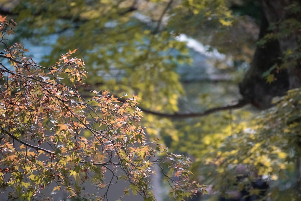 a bird perched on top of a tree branch