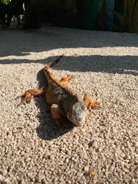 An iguana lies on a gravel surface with sunlight casting a shadow. Its scales show a range of browns and oranges. In the background, there are hints of green foliage.
