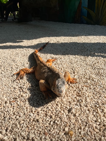 An iguana lies on a gravel surface with sunlight casting a shadow. Its scales show a range of browns and oranges. In the background, there are hints of green foliage.