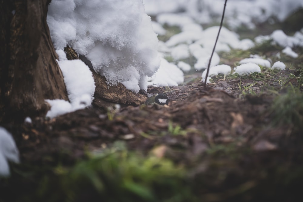 a small black and white bird standing next to a tree