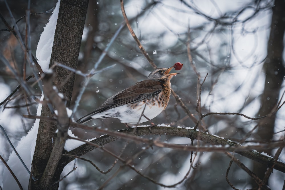 a bird perched on a tree branch in the snow