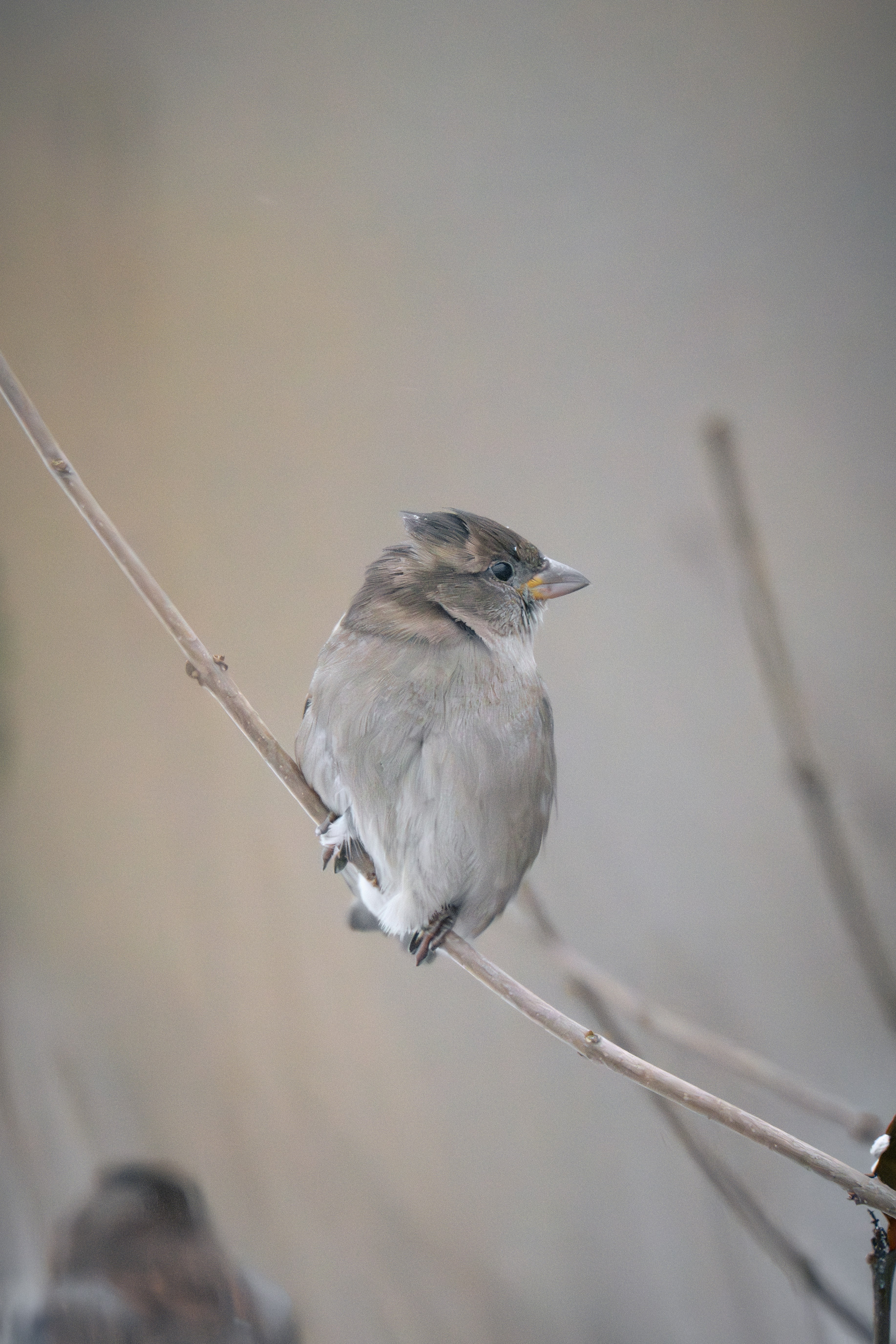 Photo by andreystrizhkov