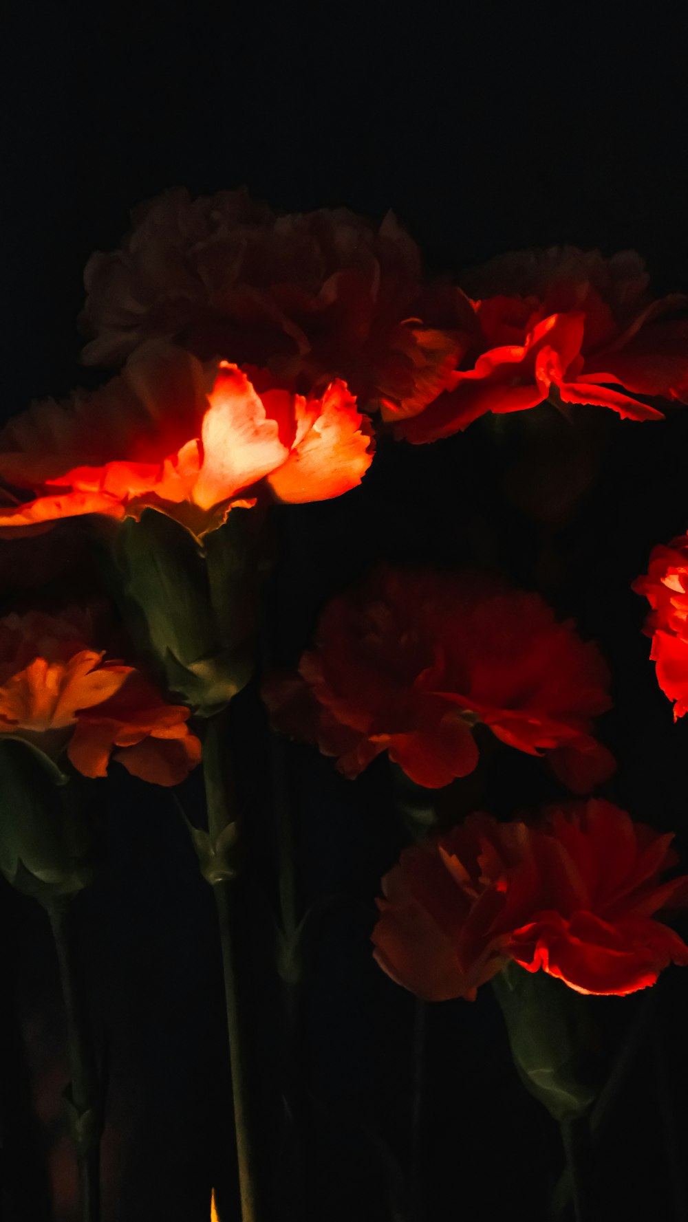 a group of red flowers lit up in the dark