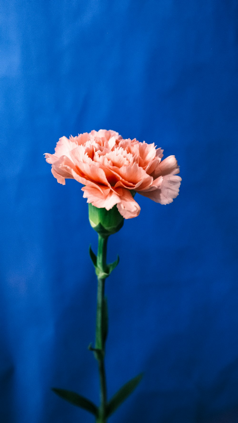 a single pink flower on a blue background