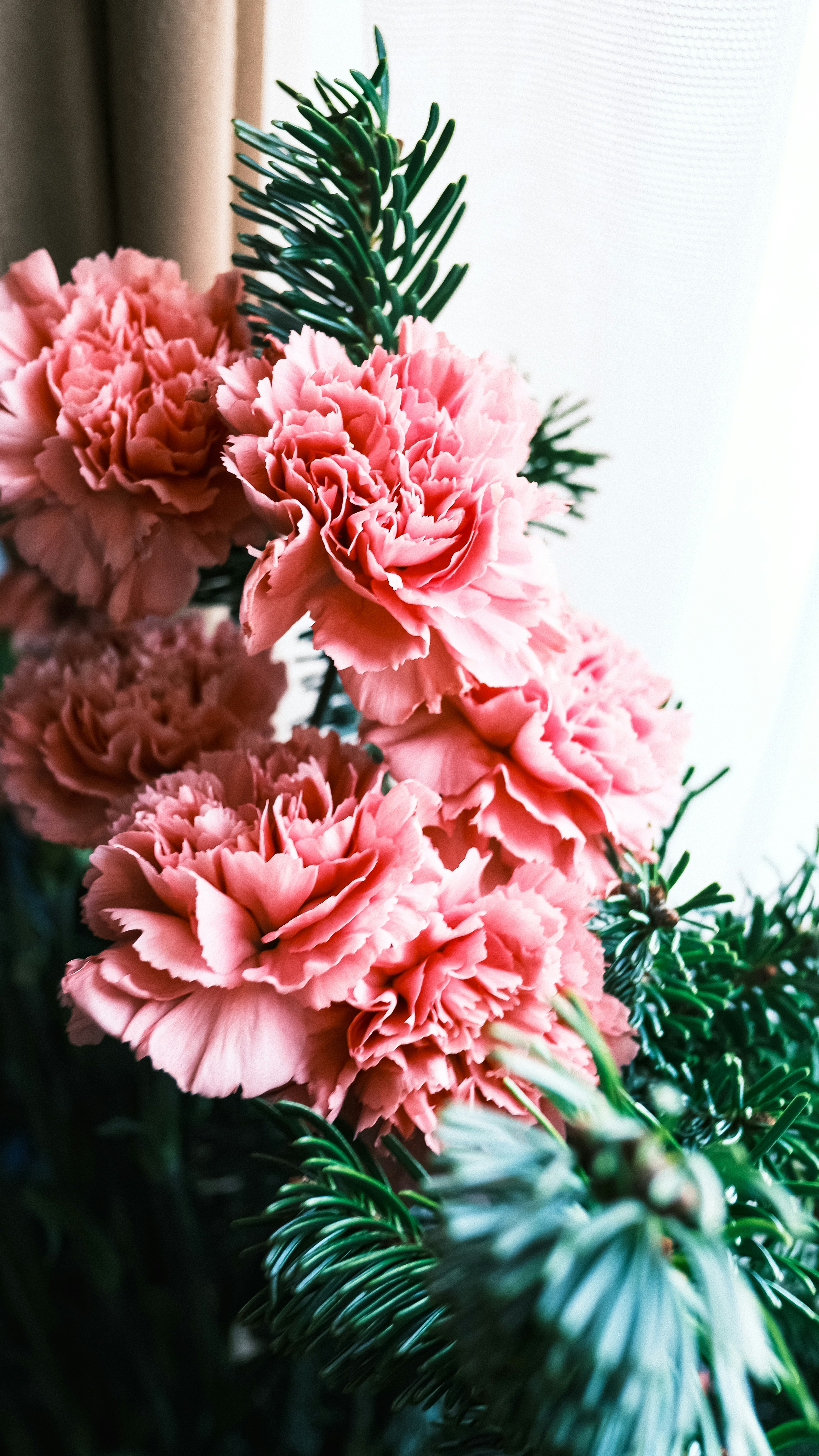 Carnation Flowers Pictures | Download Free Images on Unsplash