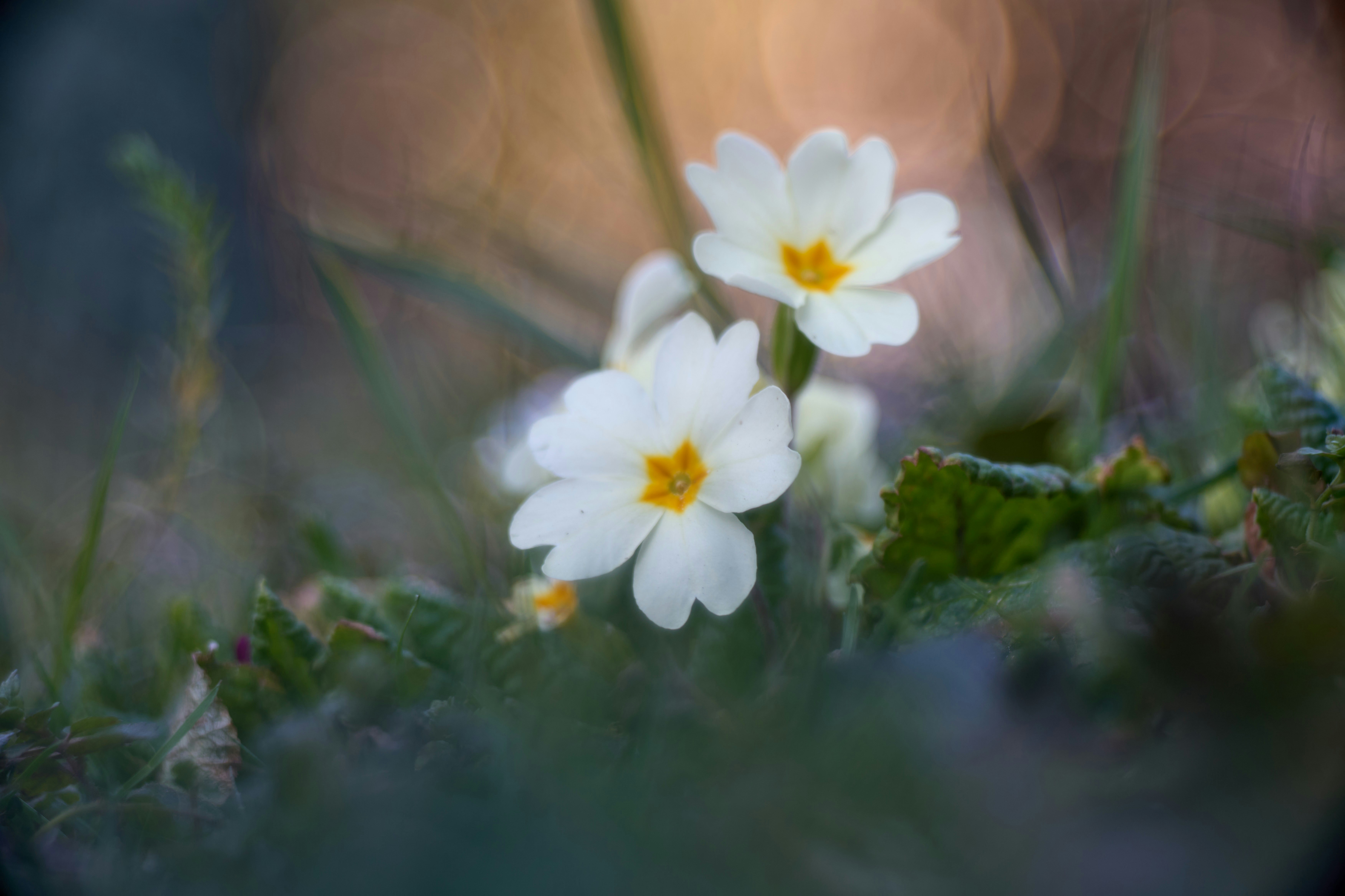 Photo by wolfgang_hasselmann