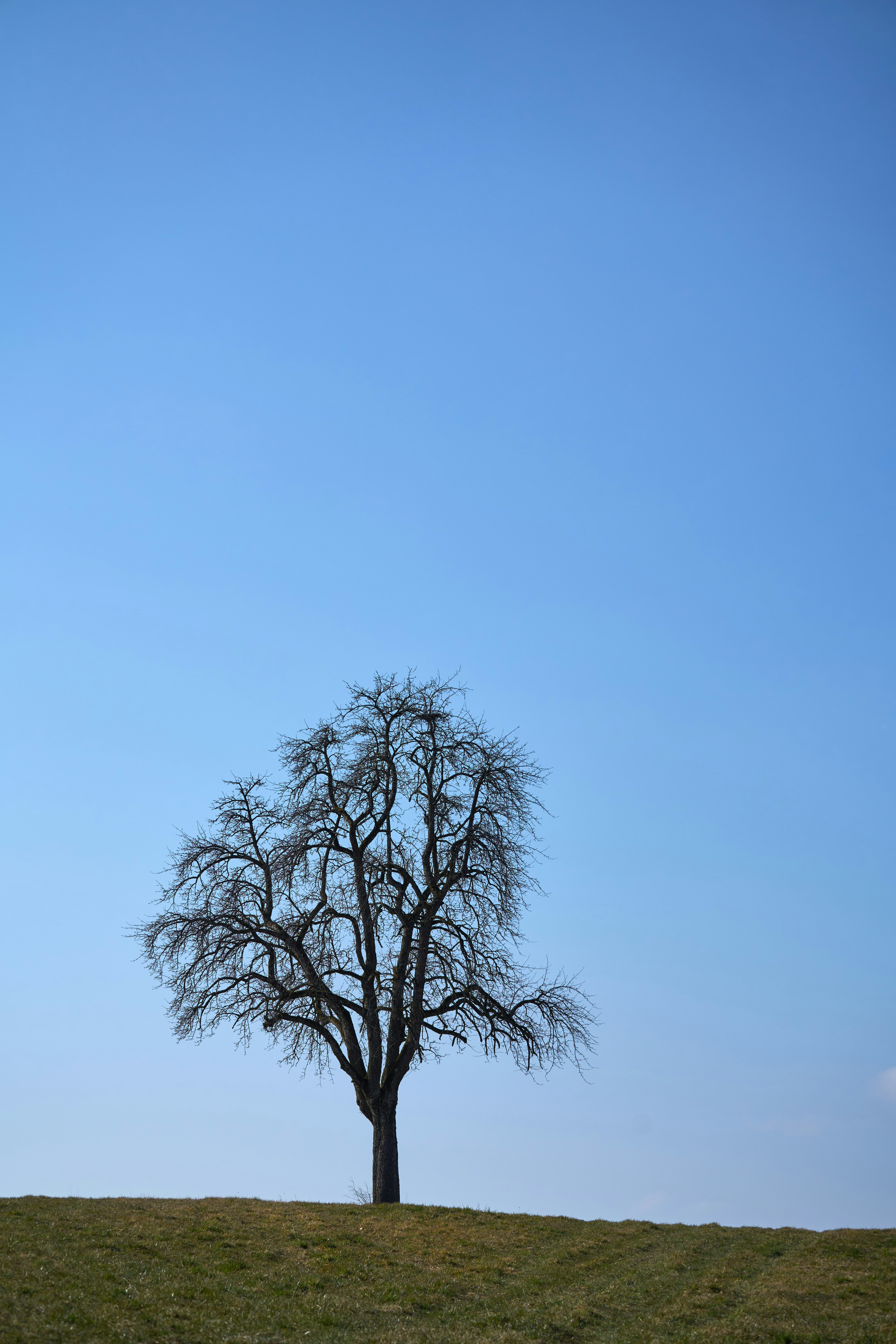 Photo by wolfgang_hasselmann