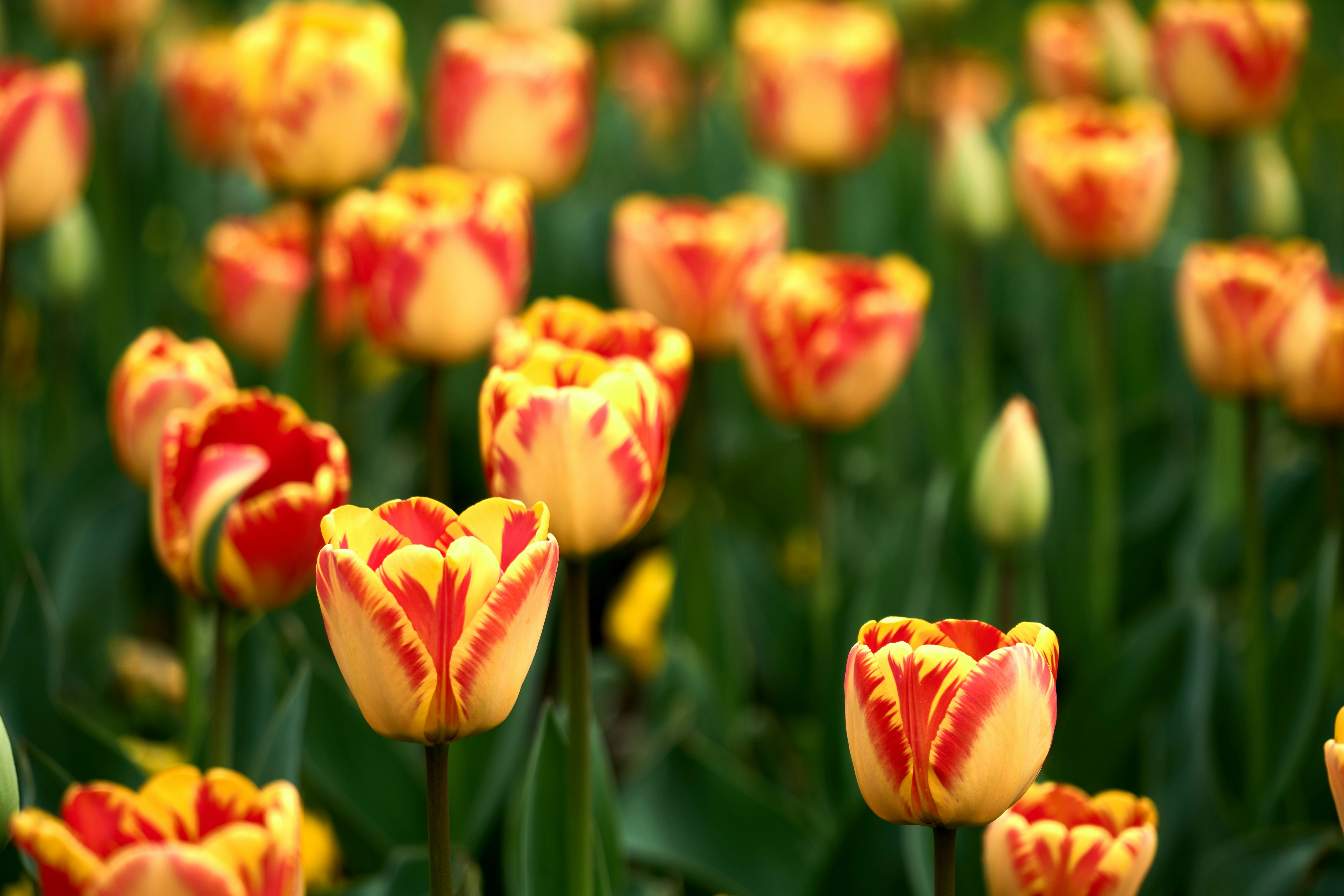 Photo by wolfgang_hasselmann