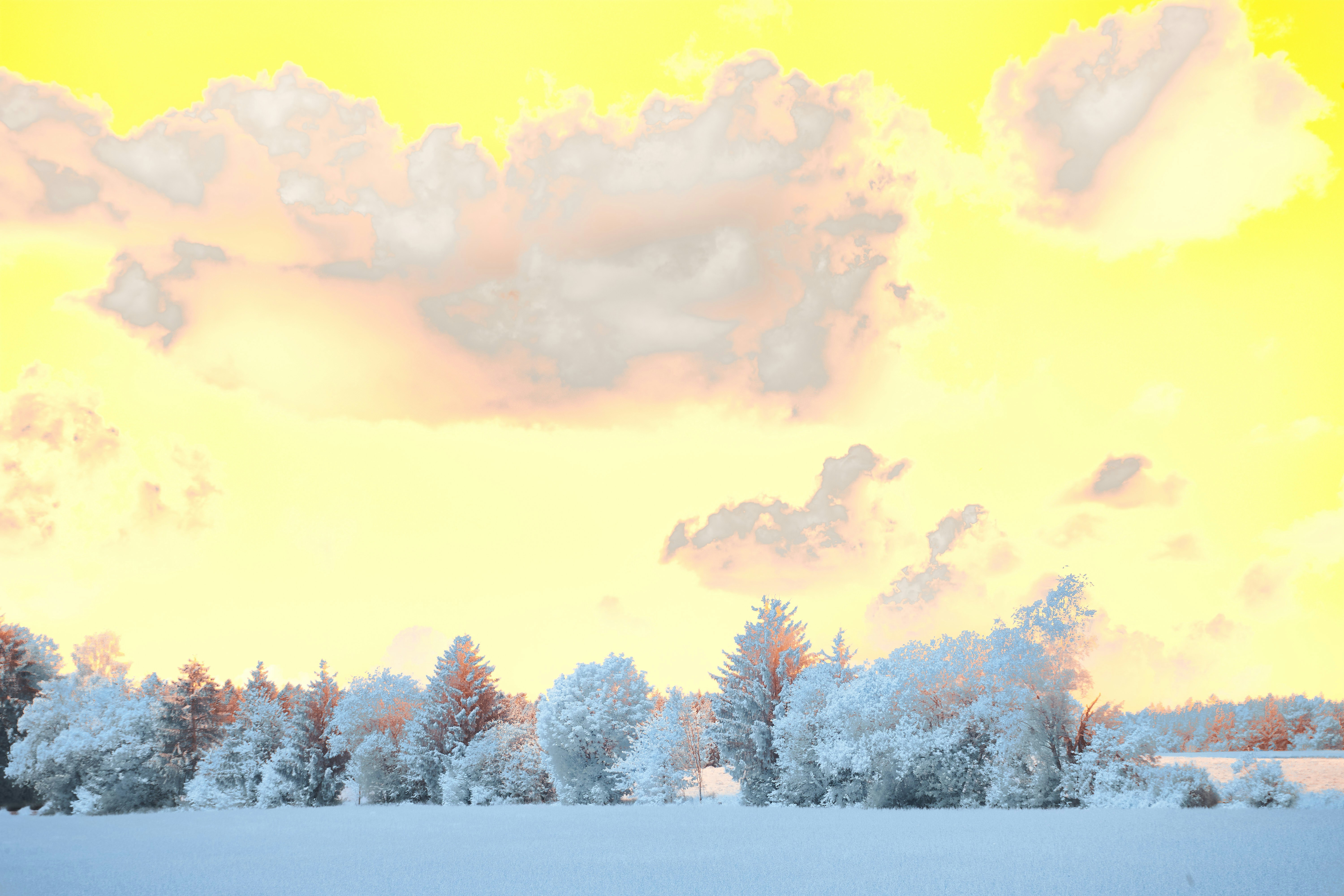 雪の降る朝の赤