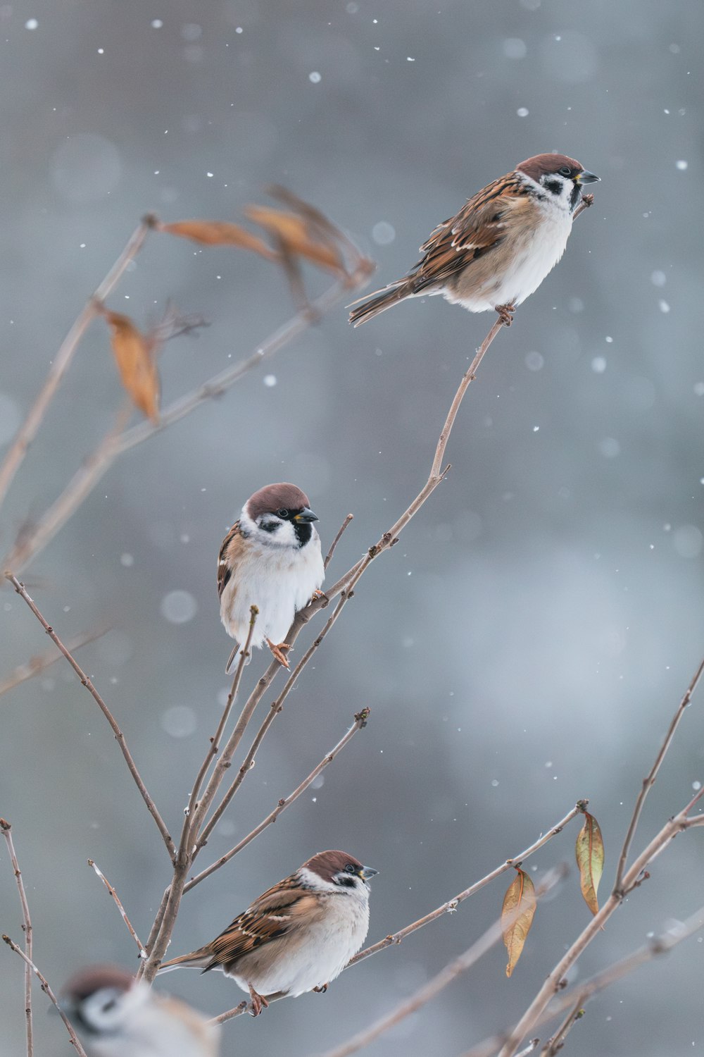 a group of birds sitting on top of a tree branch