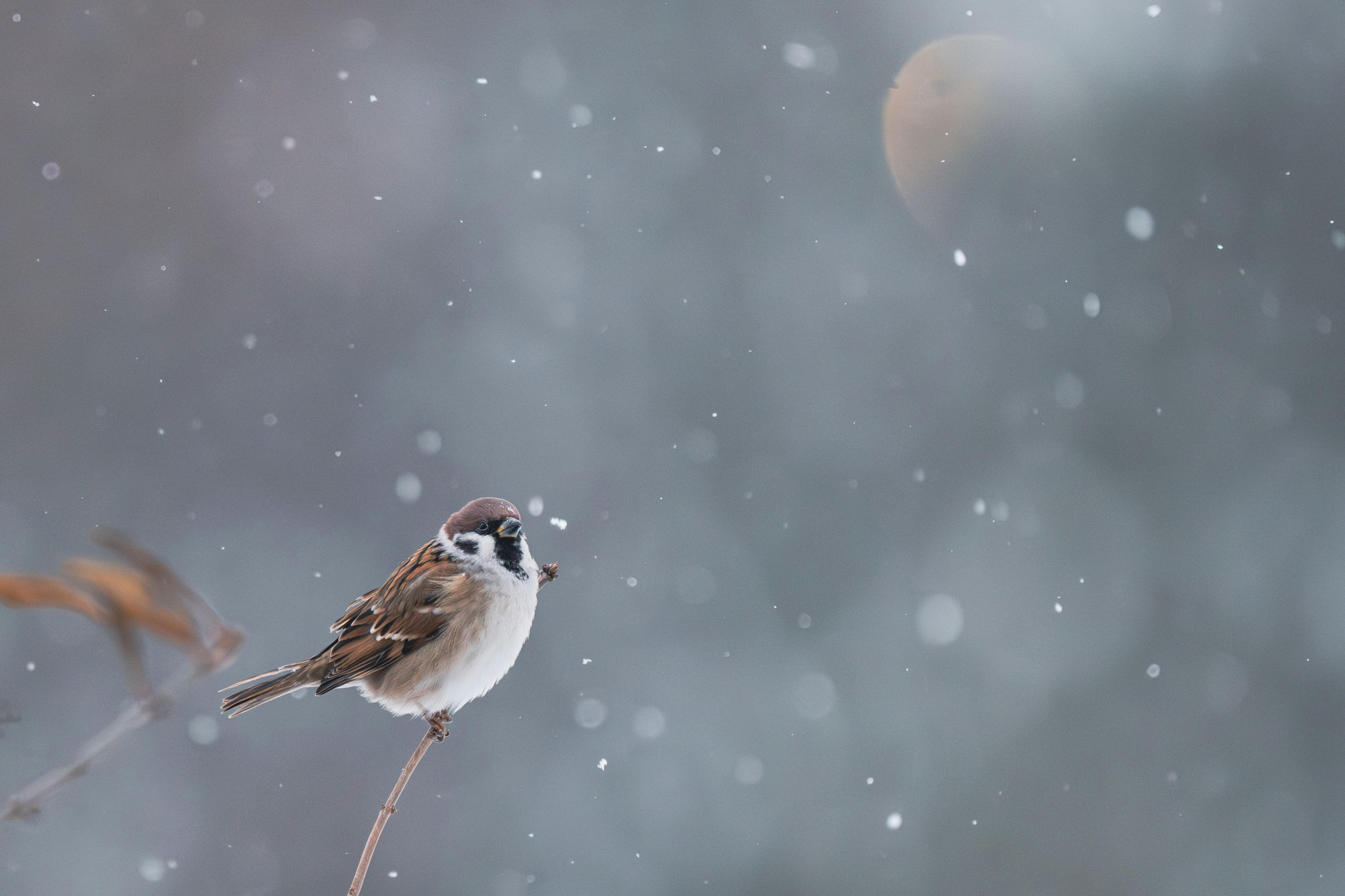 Photo by andreystrizhkov