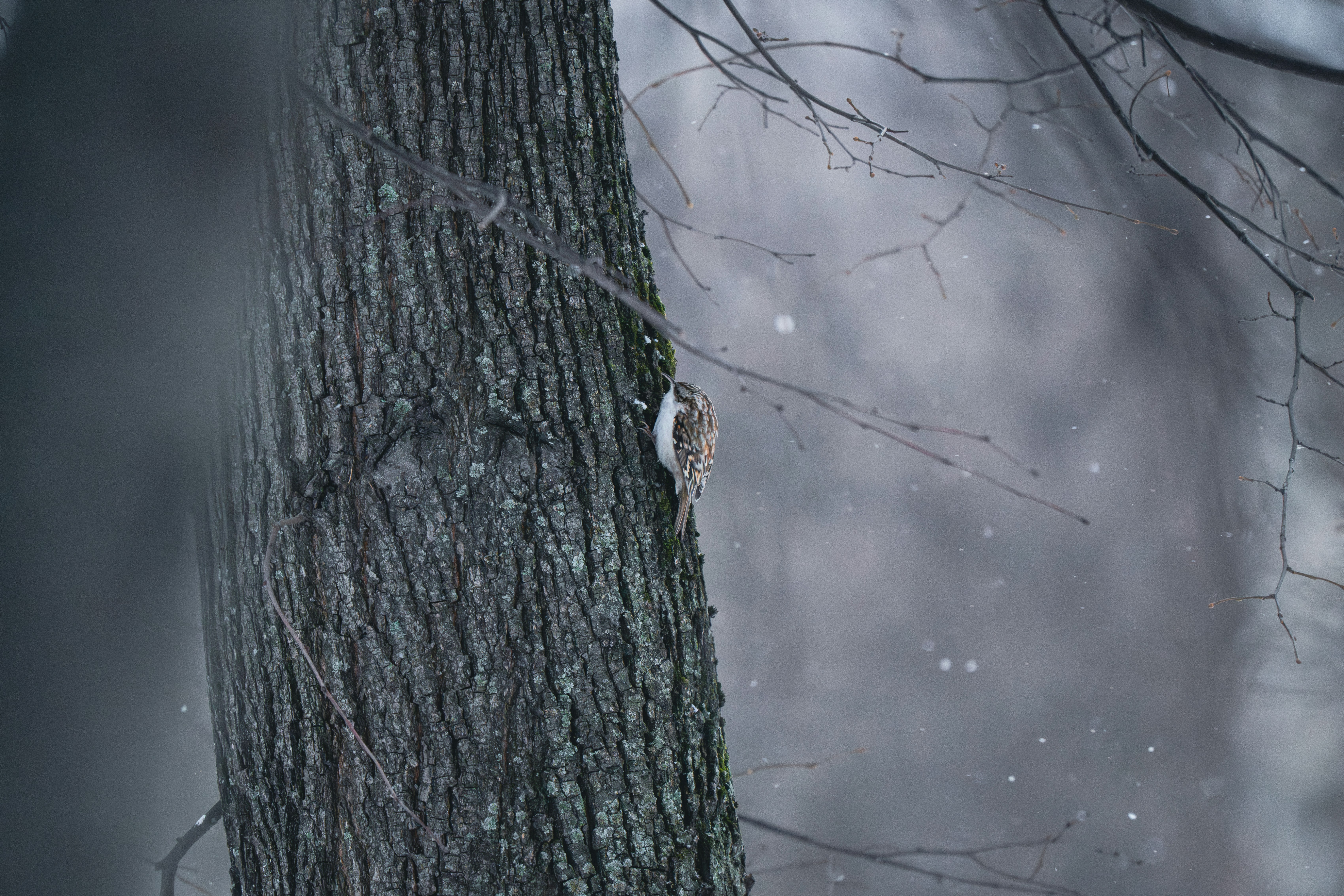 Photo by andreystrizhkov