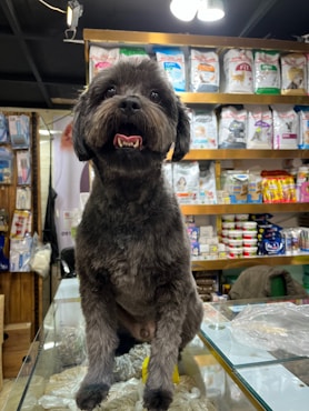 Cozy pet store counter with friendly staff ready to assist customers.