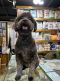 A fluffy dog with a dark coat is sitting on a glass counter in a pet store. The store shelves in the background are stocked with various pet food bags and containers. The dog's mouth is slightly open, showing its teeth, and it appears to be looking directly at the camera. Overhead lights are visible, creating a cozy atmosphere.