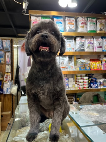 A fluffy dog with a dark coat is sitting on a glass counter in a pet store. The store shelves in the background are stocked with various pet food bags and containers. The dog's mouth is slightly open, showing its teeth, and it appears to be looking directly at the camera. Overhead lights are visible, creating a cozy atmosphere.