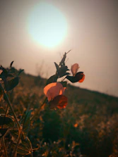 A serene scene of aloe vera plants basking in soft sunlight.