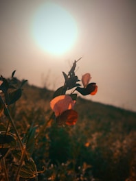 A serene scene of a blooming flower slowly unfolding in soft morning light.