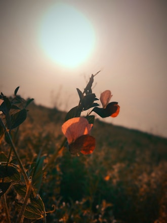 A serene scene of a blooming flower slowly unfolding in soft morning light.