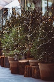 Several potted evergreen trees decorated with string lights are lined up on a sidewalk. The trees are adorned with small yellow and white lights, adding a festive touch. Large wooden planters and tree stumps are placed at the base of the trees, contributing to a rustic outdoor setting.