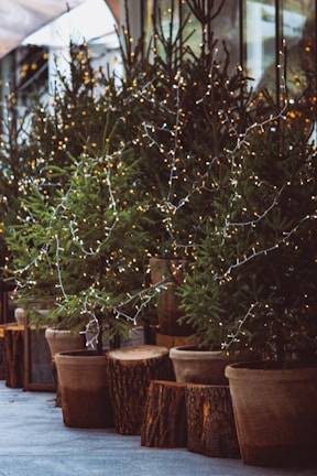 Several potted evergreen trees decorated with string lights are lined up on a sidewalk. The trees are adorned with small yellow and white lights, adding a festive touch. Large wooden planters and tree stumps are placed at the base of the trees, contributing to a rustic outdoor setting.